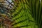 Tenerife, Abstract of Palm Leaves