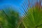 Tenerife, Abstract of Palm Leaves