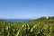 Tenerife - Banana Plantation,  Ocean and blue Sky