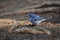 The Tenerife blue chaffinch Fringilla teydea on the ground with berry in its beak.Rare songbird on the ground with needles