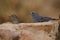 Tenerife blue chaffinches.