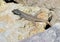 Tenerife nature - close view of a lizard