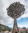 Tenerife's Iconic Tree Struggling to Stay Standing