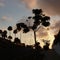 Tenerife Sunset trees