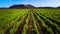 Tenerife vineyard panorama from drone. Beautiful landscape of stright rows, lines pattern, blue sky