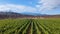 Tenerife vineyard panorama from drone. Beautiful landscape of stright rows, lines pattern, blue sky and mountain