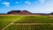 Tenerife vineyard panorama from drone. Beautiful landscape of stright rows, lines pattern, blue sky and sea at the horizon