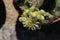 `Teneriffe Houseleek` flower and buds - Sempervivum Ciliosum