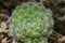 Teneriffe houseleek Sempervivum ciliosum var. ciliosum, rosette of leaves