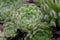 Teneriffe houseleek Sempervivum ciliosum var. ciliosum, rosettes of leaves