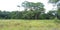 Tengah forest and grassland