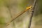 Tengere grasjuffer, Small Bluetail, Ischnura pumilio