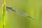 Tengere grasjuffer, Small Bluetail, Ischnura pumilio