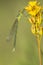 Tengere pantserjuffer, Small Spreadwing, Lestes virens