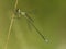 Tengere pantserjuffer, Small Spreadwing, Lestes virens