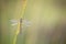 Tengere pantserjuffer, Small Spreadwing, Lestes virens