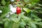 Tengger chili is a large red chili that grows in the highlands of the Bromo