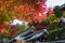 Tenju-an temple  adorned by beautiful fall foliage.     Kyoto