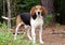 Tennesee Treeing Walker Coonhound