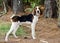 Tennesee Treeing Walker Coonhound