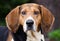 Tennesee Treeing Walker Coonhound