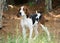 Tennesee Treeing Walker Coonhound