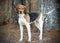 Tennesee Treeing Walker Coonhound