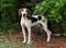 Tennesee Treeing Walker Coonhound