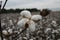 Tennessee Cotton at Harvest Time 2019 V