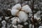 Tennessee Cotton at Harvest Time 2019 VI