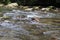 Tennessee Smoky Mountain Streams of Summer