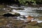 Tennessee Smoky Mountain Streams of Summer