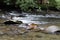 Tennessee Smoky Mountain Streams of Summer