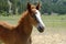 The Tennessee Walking Horse