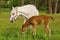 Tennessee Walking Horse or Tennessee Walker Colt