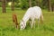 Tennessee Walking Horse or Tennessee Walker Colt