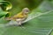 Tennessee Warbler - Leiothlypis peregrina New World warbler that breeds in eastern North America and winters in southern Central