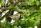 Tennessee Warbler Oreothlypis peregrina