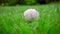 Tennins ball on grass. Closeup of dog toy on green lawn. White tennis ball