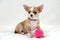 Tennins Player - Chihuahua Pyppy with Tennis Ball