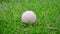 Tennis ball on green grass. Closeup of dog toy on green lawn. White tennis ball