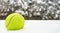 Tennis christmas ball on the snow on Christmas trees background, and falling snowflakes Sports card. Merry Christmas and Happy New