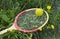 Tennis racket and ball on the grass and the dandelions