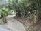 Teno Alto, Tenerife, Canary islands, Spain, december 22, 2021: old stone paved road with twisted trees and dense green