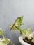 Tenodera aridifolia (Chinese mantis) brown color perched on the leaves of the betel ivory ornamental plant varigata