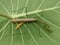 Tenodera aridifolia insect on green taro leaves