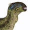 Tenontosaurus Dinosaur Head