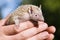 Tenrec Lesser Hedghog being held gently by Zoo Keeper