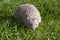 Tenrec Lesser Hedghog walking on Grass