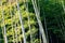 Tenryuji temple bamboo forest at Arashiyama in Kyoto, Japan